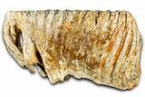 Fossil Woolly Mammoth Lower M Molar - North Sea Deposits #370389-1
